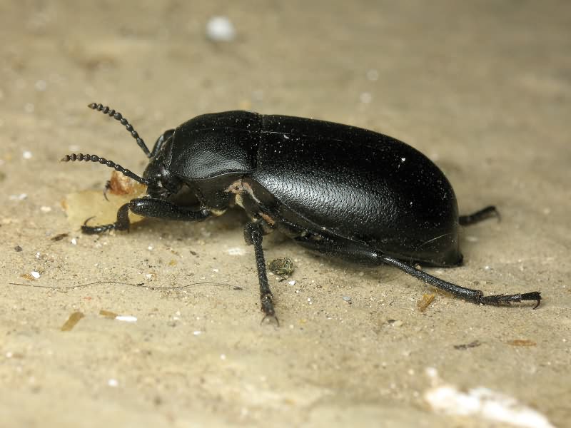 Blaps lethifera Marsham, 1802